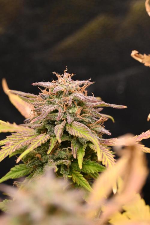 LIVING SOIL | Mimosa Cake + Gorilla Z. Week 16 - Day 101 M Bud 03 (Camera)