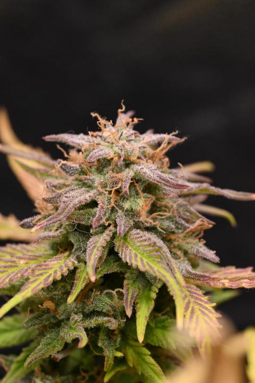 LIVING SOIL | Mimosa Cake + Gorilla Z. Week 16 - Day 101 M Bud 04 (Camera)