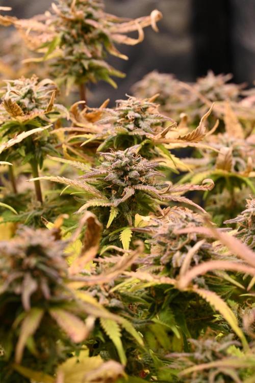 LIVING SOIL | Mimosa Cake + Gorilla Z. Week 16 - Day 101 M Canopy (Camera)