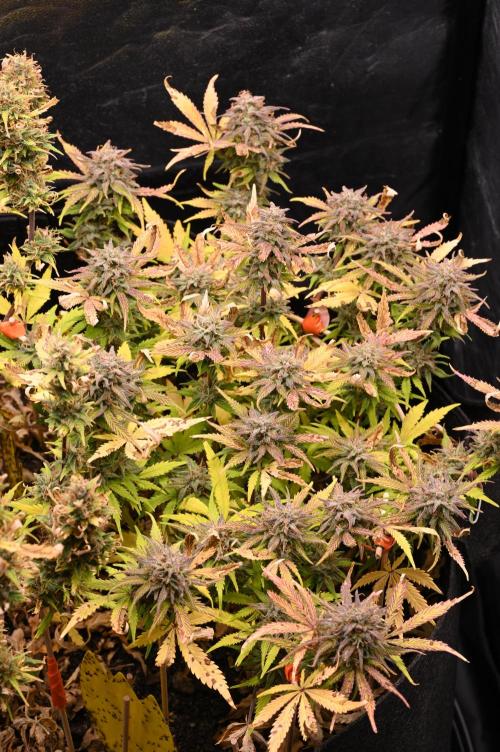 LIVING SOIL | Mimosa Cake + Gorilla Z. Week 16 - Day 101 M Canopy 02 (Camera)