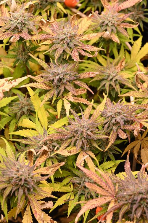 LIVING SOIL | Mimosa Cake + Gorilla Z. Week 16 - Day 101 M Canopy 03 (Camera)