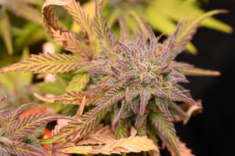 LIVING SOIL | Mimosa Cake + Gorilla Z. Week 16 - Day 101 M Trichomes (Camera)