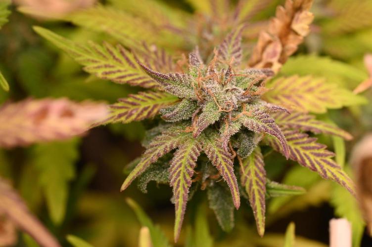 LIVING SOIL | Mimosa Cake + Gorilla Z. Week 16 - Day 101 M Trichomes 02 (Camera)