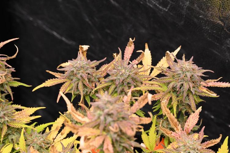 LIVING SOIL | Mimosa Cake + Gorilla Z. Week 16 - Day 101 M Tripplet (Camera)
