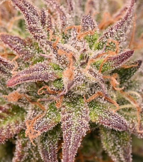 LIVING SOIL | Mimosa Cake + Gorilla Z. Week 16 - Day 101 M Trichomes Close Up (Camera)