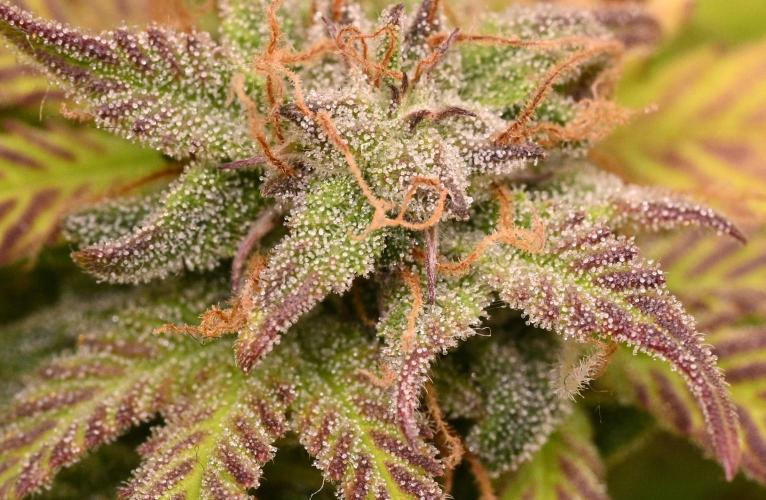 LIVING SOIL | Mimosa Cake + Gorilla Z. Week 16 - Day 101 M Trichomes Close Up 02 (Camera)