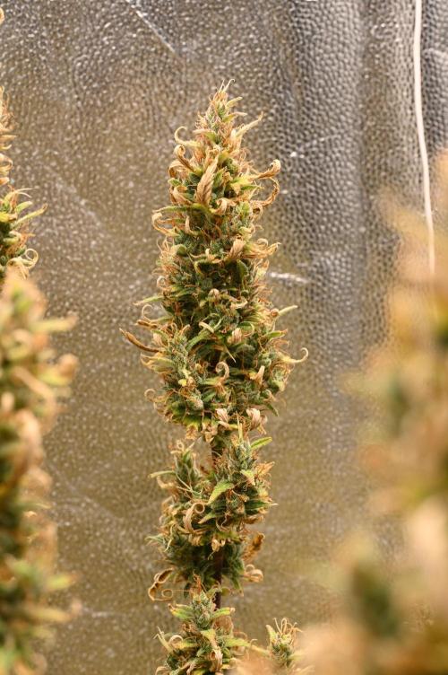 LIVING SOIL | Mimosa Cake + Gorilla Z. Week 16 - Day 101 G Bud (Camera)