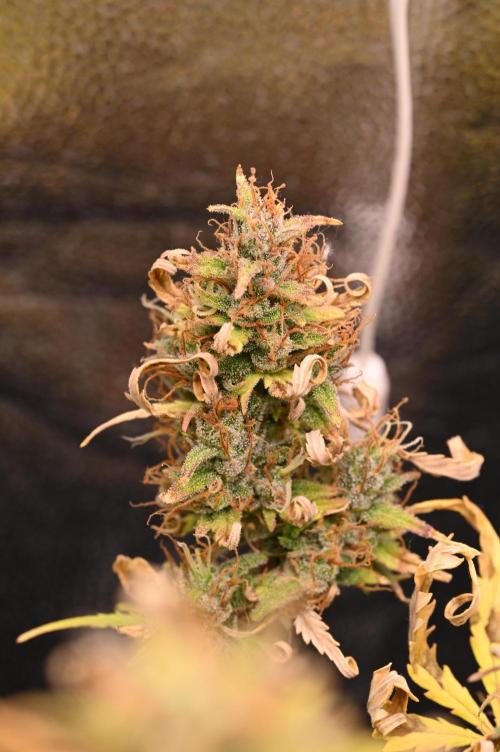 LIVING SOIL | Mimosa Cake + Gorilla Z. Week 16 - Day 101 G Bud 02 (Camera)
