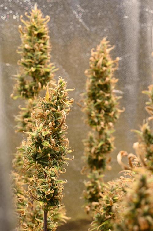 LIVING SOIL | Mimosa Cake + Gorilla Z. Week 16 - Day 101 G Canopy (Camera)