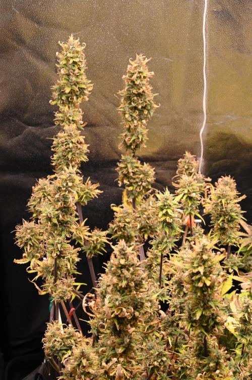 LIVING SOIL | Mimosa Cake + Gorilla Z. Week 16 - Day 101 G Canopy 02 (Camera)