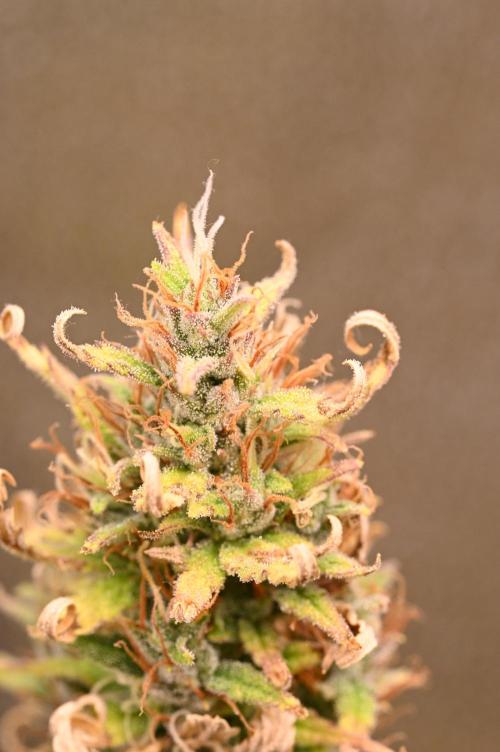 LIVING SOIL | Mimosa Cake + Gorilla Z. Week 16 - Day 101 G Trichomes 02 (Camera)