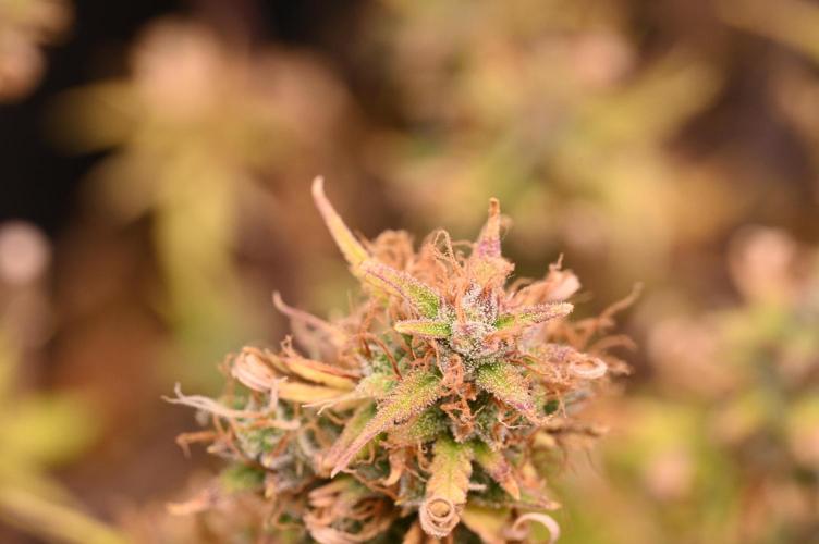 LIVING SOIL | Mimosa Cake + Gorilla Z. Week 16 - Day 101 G Trichomes (Camera)