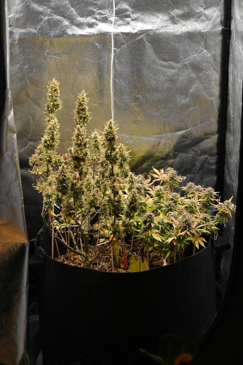 LIVING SOIL | Mimosa Cake + Gorilla Z. Week 16 - Day 101 Setup (Camera)