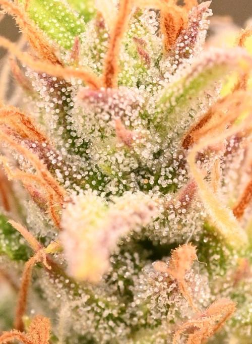 LIVING SOIL | Mimosa Cake + Gorilla Z. Week 16 - Day 101 G Trichomes Close Up 02 (Camera)