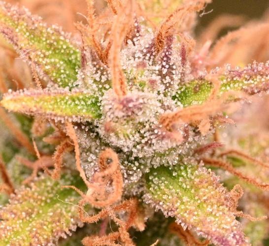 LIVING SOIL | Mimosa Cake + Gorilla Z. Week 16 - Day 101 G Trichomes 01 Close Up (Camera)