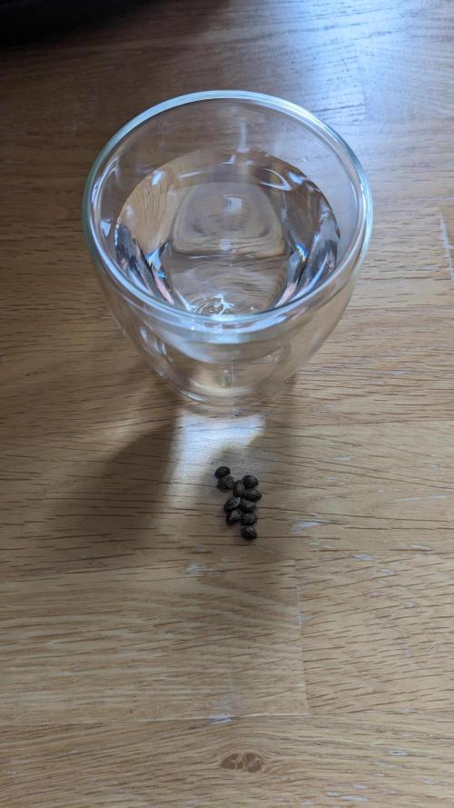 WINDOWSILL | LIVING SOIL | Northern Li.. Week 0 - Germination