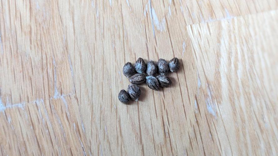 WINDOWSILL | LIVING SOIL | Northern Li.. Week 0 - Seeds