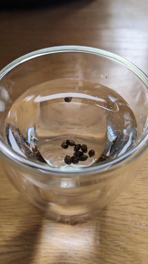 WINDOWSILL | LIVING SOIL | Northern Li.. Week 0 - Seeds 02