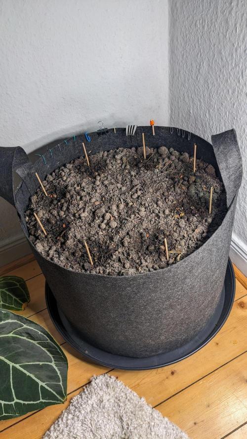 WINDOWSILL | LIVING SOIL | Northern Li.. Week 0 - Setup