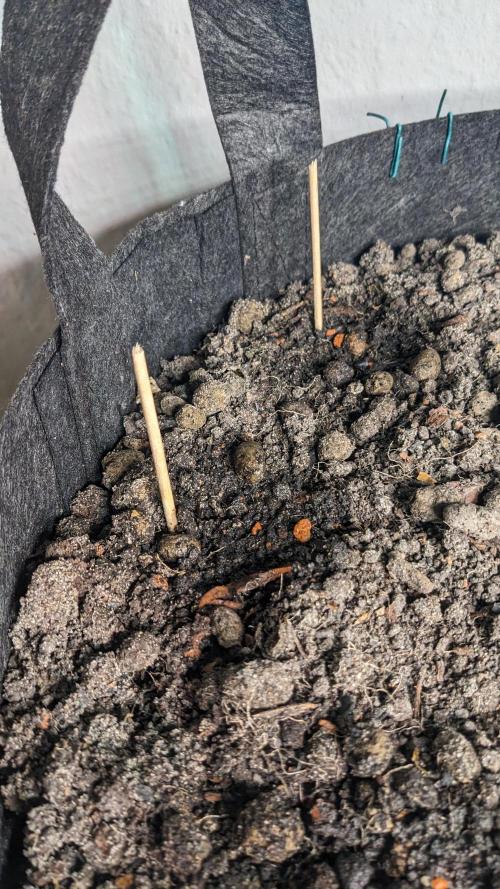 WINDOWSILL | LIVING SOIL | Northern Li.. Week 0 - Setup Close Up