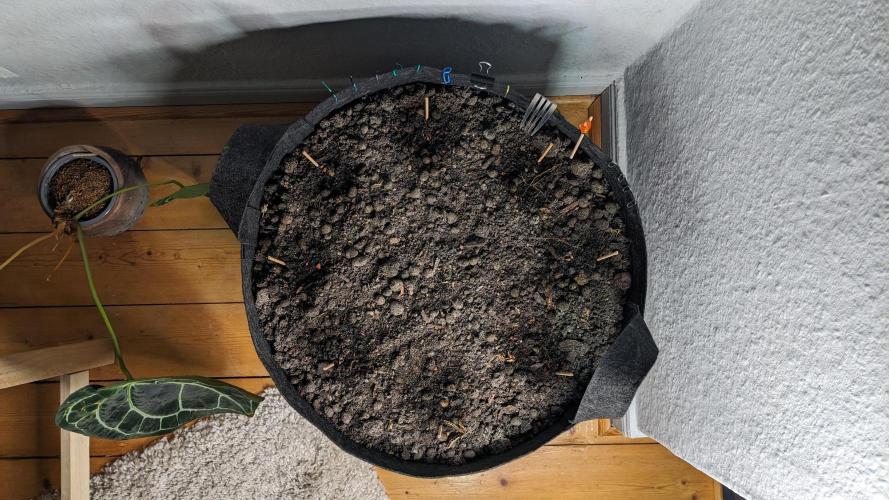 WINDOWSILL | LIVING SOIL | Northern Li.. Week 0 - Setup Top