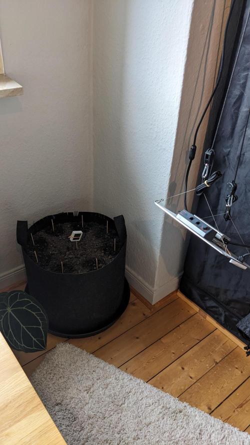 WINDOWSILL | LIVING SOIL | Northern Li.. Week 0 - Setup 02