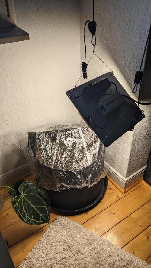 WINDOWSILL | LIVING SOIL | Northern Li.. Week 0 - Setup 04