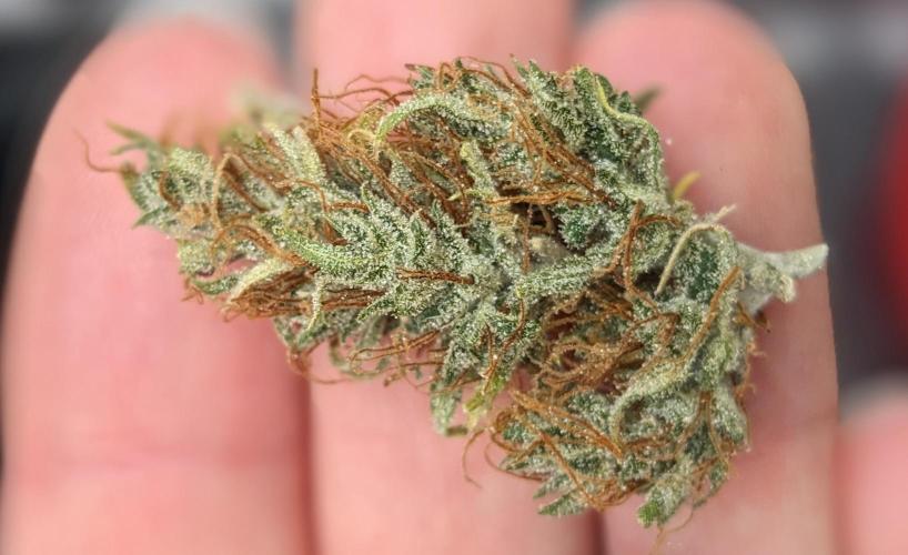 LIVING SOIL | Mimosa Cake + Gorilla Z. Week 16