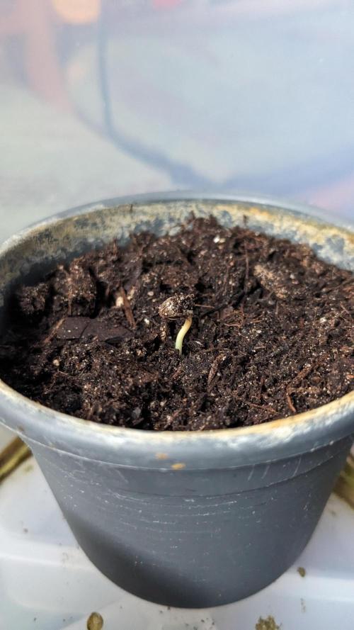WINDOWSILL | LIVING SOIL | Northern Li.. Week 0
