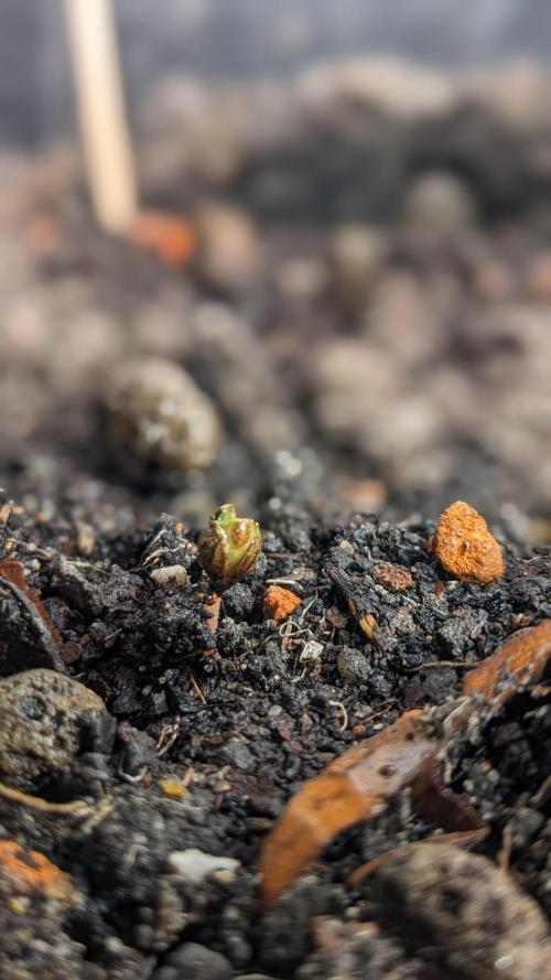 WINDOWSILL | LIVING SOIL | Northern Li.. Week 0