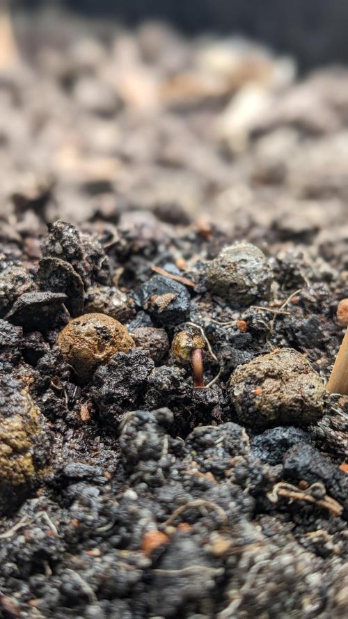 WINDOWSILL | LIVING SOIL | Northern Li.. Week 0
