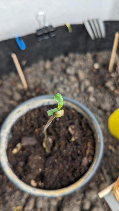 WINDOWSILL | LIVING SOIL | Northern Li.. Week 0