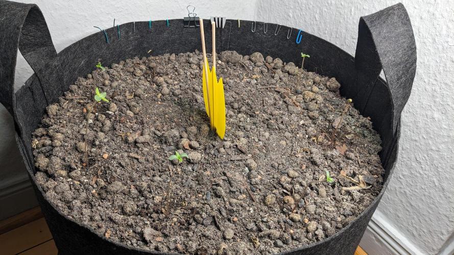 WINDOWSILL | LIVING SOIL | Northern Li.. Week 1