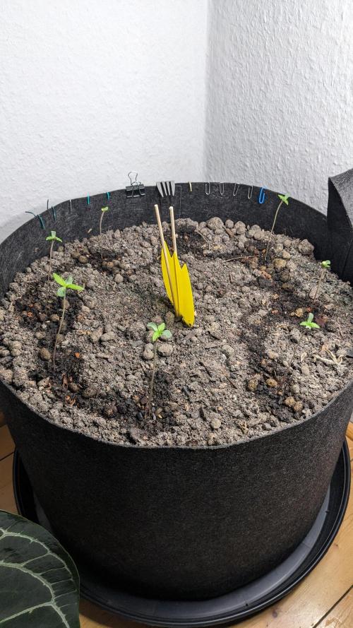 WINDOWSILL | LIVING SOIL | Northern Li.. Week 1