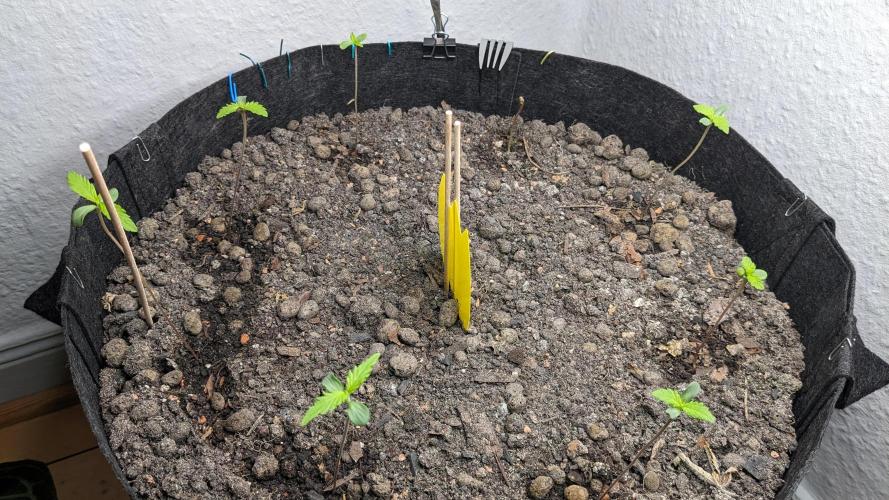 WINDOWSILL | LIVING SOIL | Northern Li.. Week 1