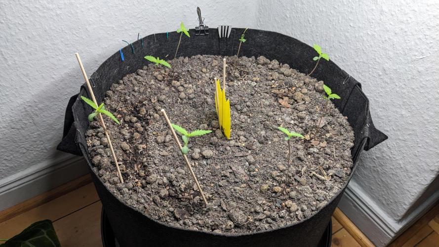 WINDOWSILL | LIVING SOIL | Northern Li.. Week 1