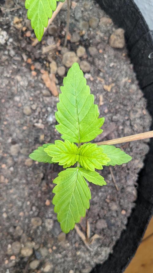WINDOWSILL | LIVING SOIL | Northern Li.. Week 3