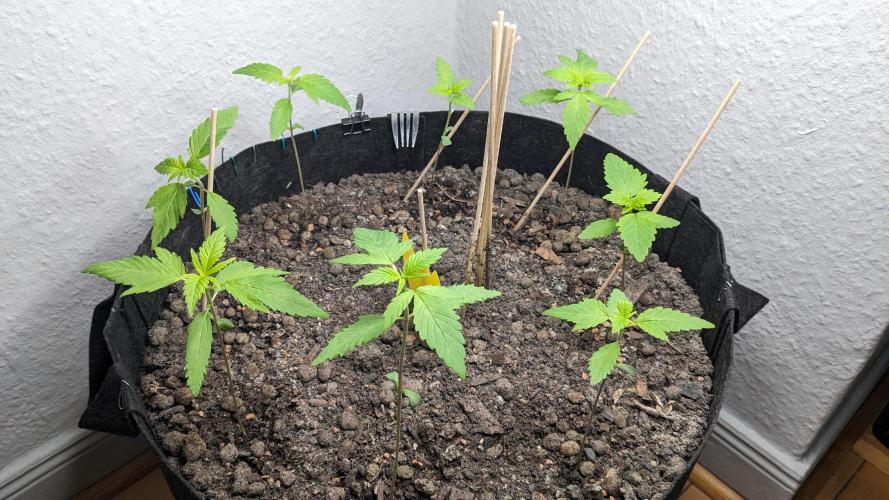 WINDOWSILL | LIVING SOIL | Northern Li.. Week 3