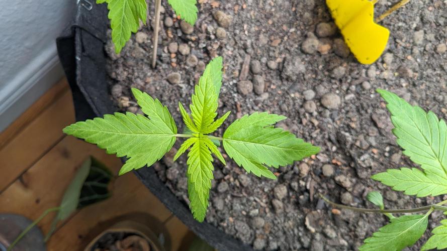 WINDOWSILL | LIVING SOIL | Northern Li.. Week 3