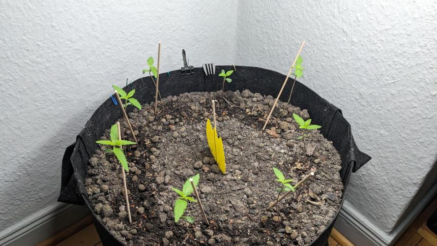 WINDOWSILL | LIVING SOIL | Northern Li.. Week 2