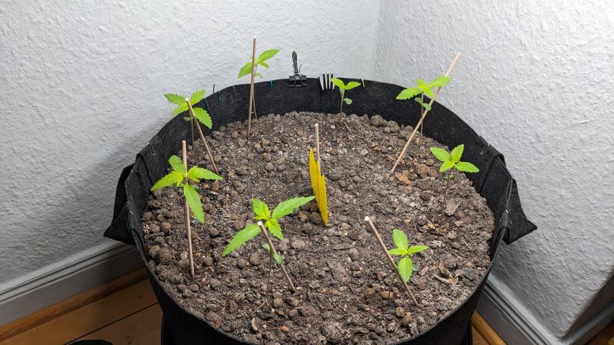 WINDOWSILL | LIVING SOIL | Northern Li.. Week 2