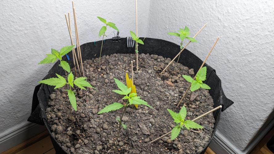 WINDOWSILL | LIVING SOIL | Northern Li.. Week 2