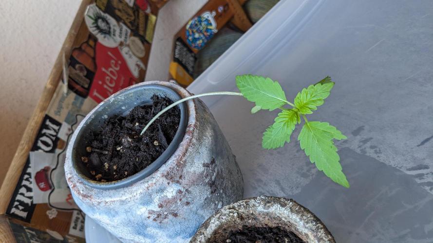 WINDOWSILL | LIVING SOIL | Northern Li.. Week 3