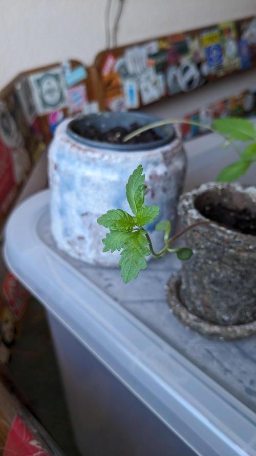 WINDOWSILL | LIVING SOIL | Northern Li.. Week 3
