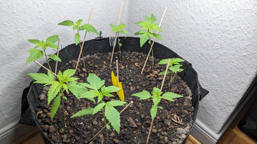WINDOWSILL | LIVING SOIL | Northern Li.. Week 3