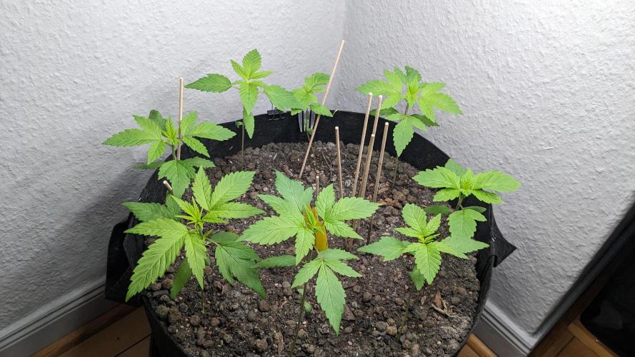 WINDOWSILL | LIVING SOIL | Northern Li.. Week 4