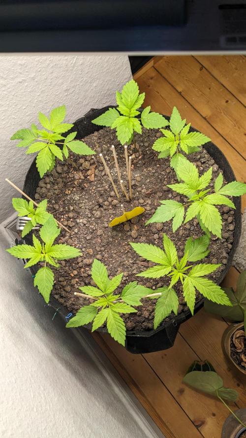 WINDOWSILL | LIVING SOIL | Northern Li.. Week 4