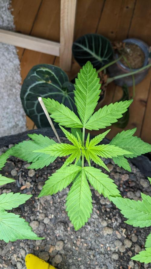 WINDOWSILL | LIVING SOIL | Northern Li.. Week 4