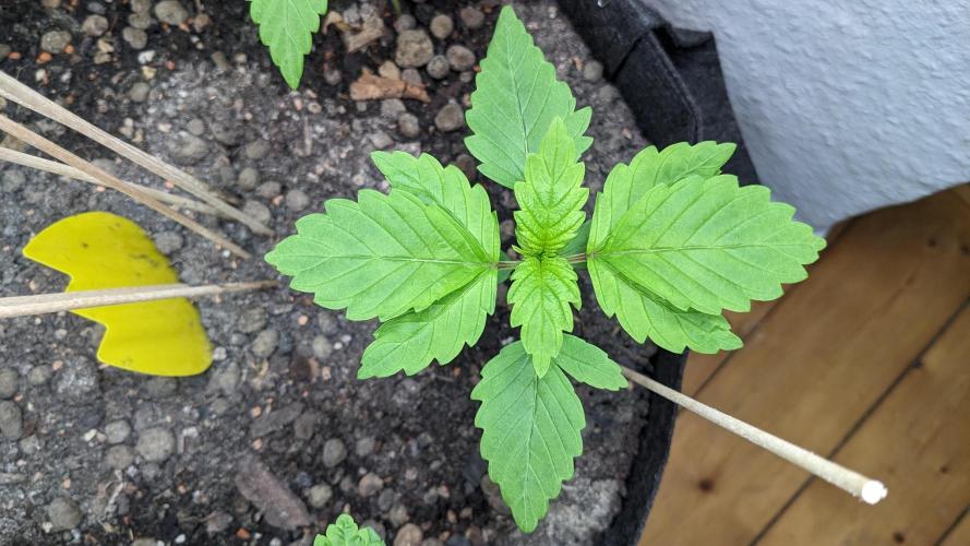 WINDOWSILL | LIVING SOIL | Northern Li.. Week 4