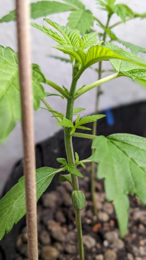 WINDOWSILL | LIVING SOIL | Northern Li.. Week 4
